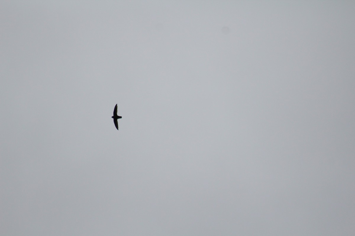 Chimney Swift - ML154910721