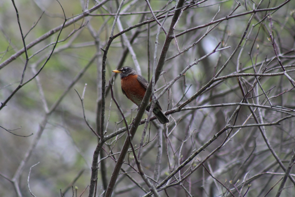 American Robin - ML154910941