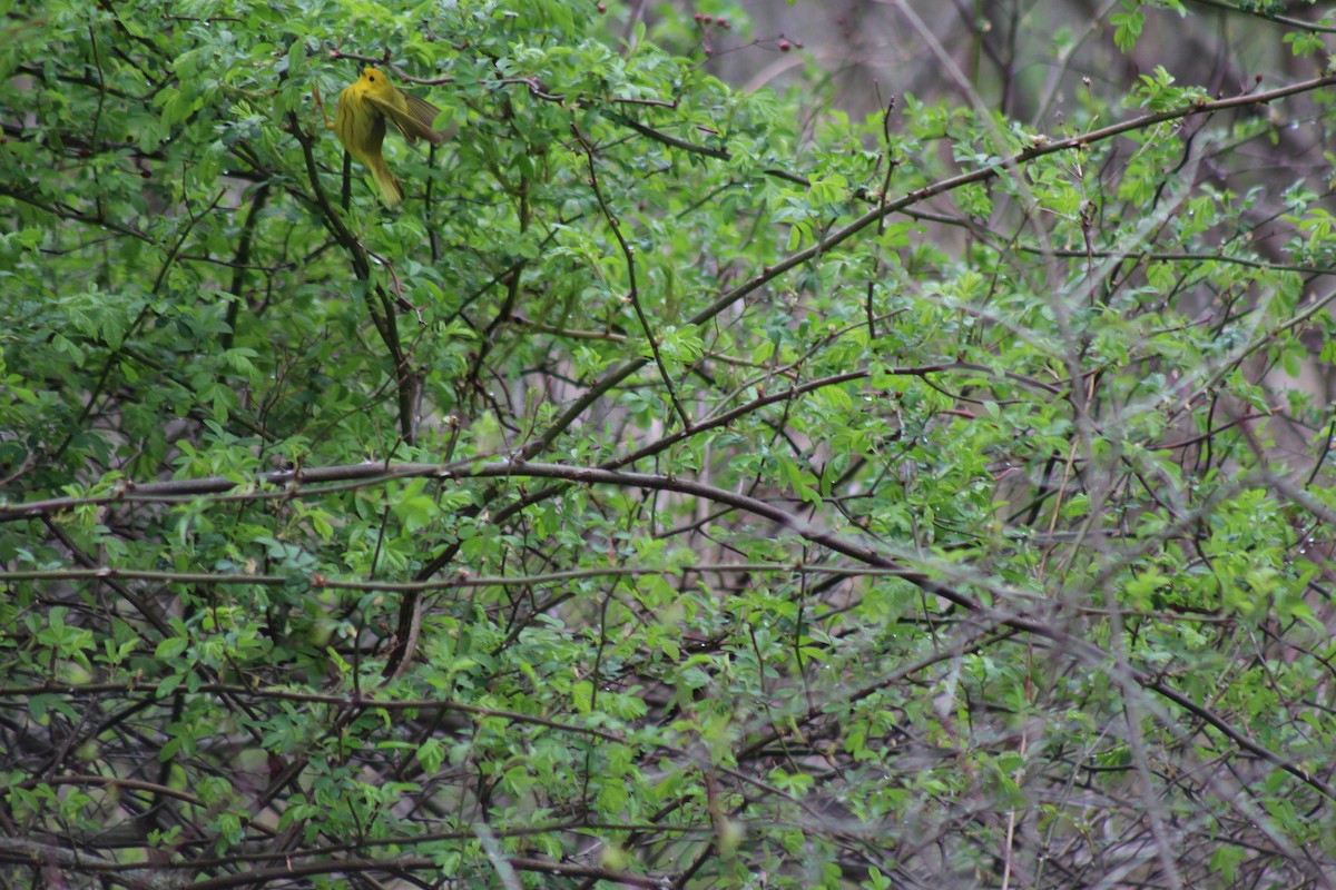 Yellow Warbler - ML154911061