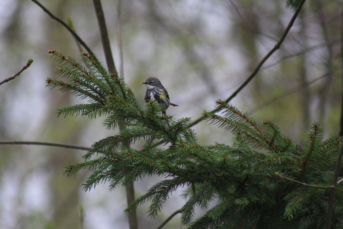 Yellow-rumped Warbler (Myrtle) - ML154911231