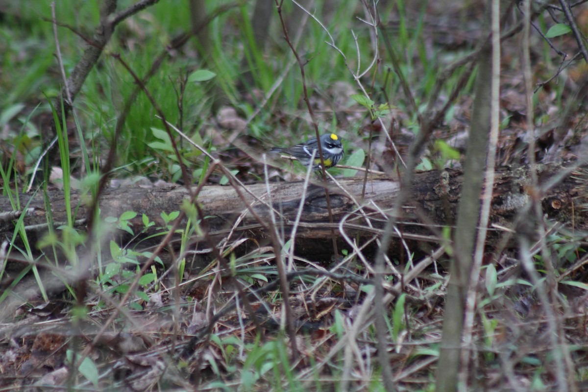 Yellow-rumped Warbler (Myrtle) - ML154911241