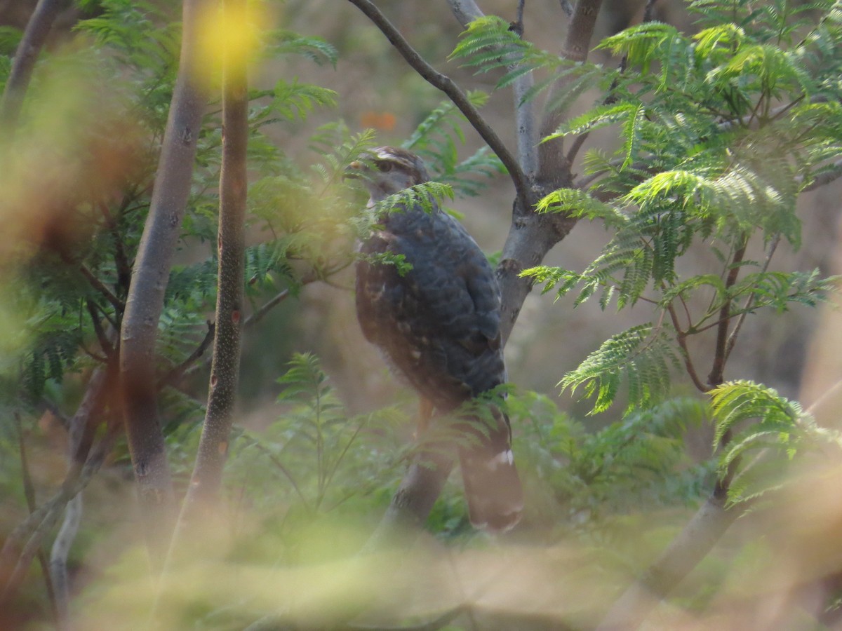 Gray Hawk - Domingo  Juan Solis