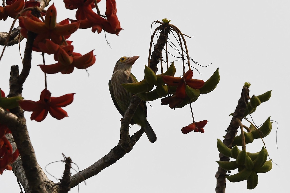 Lineated Barbet - Sriram Reddy