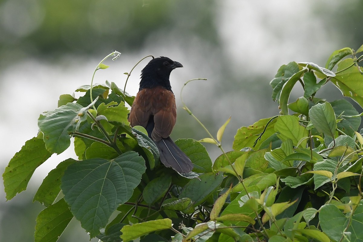 Lesser Coucal - ML154912761