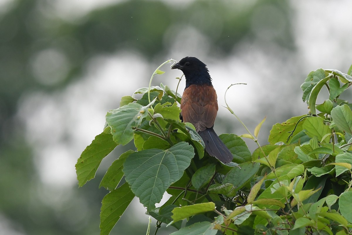 Lesser Coucal - Sriram Reddy