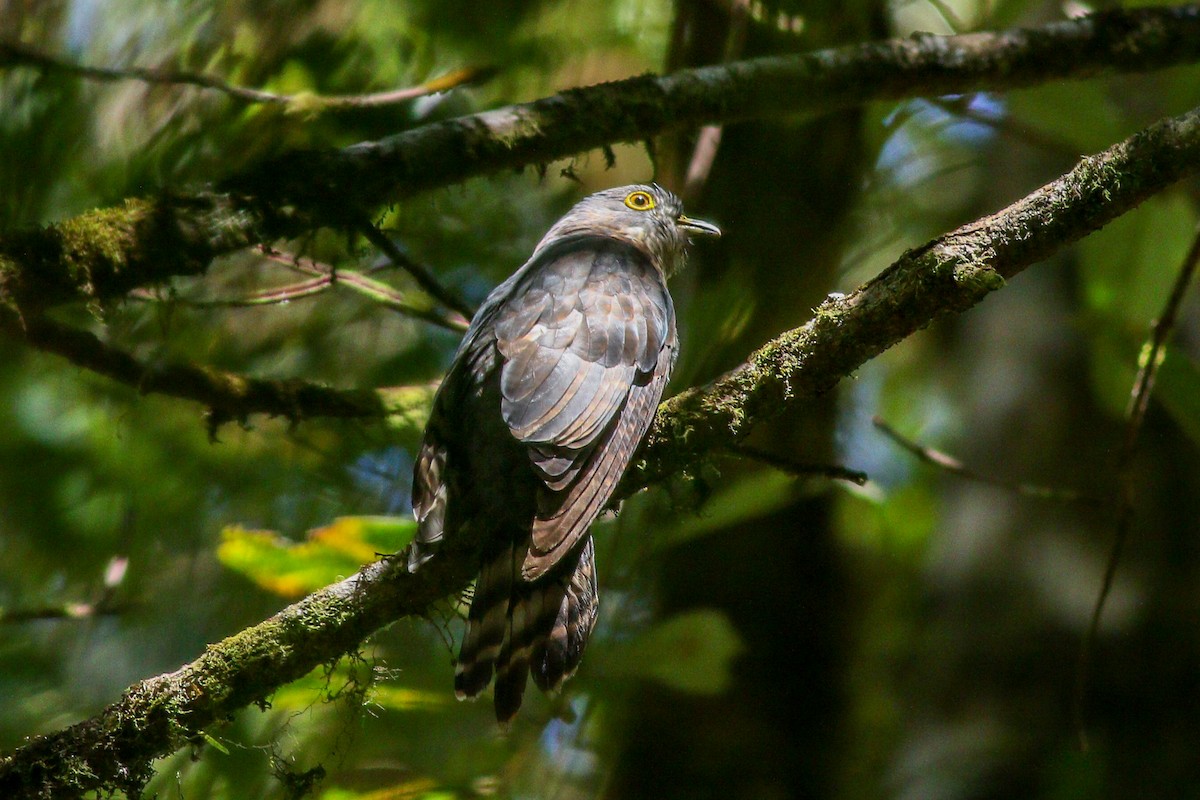 Dark Hawk-Cuckoo - ML154913221