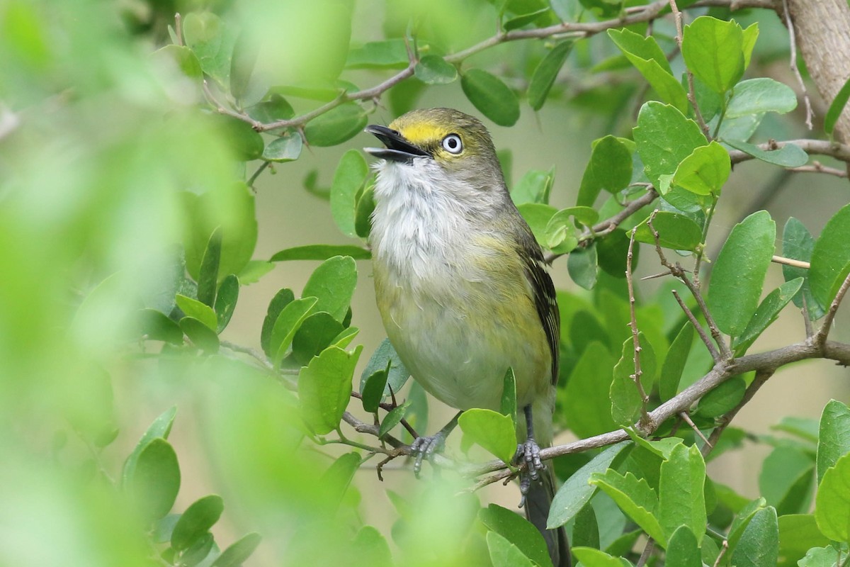 White-eyed Vireo - ML154913711