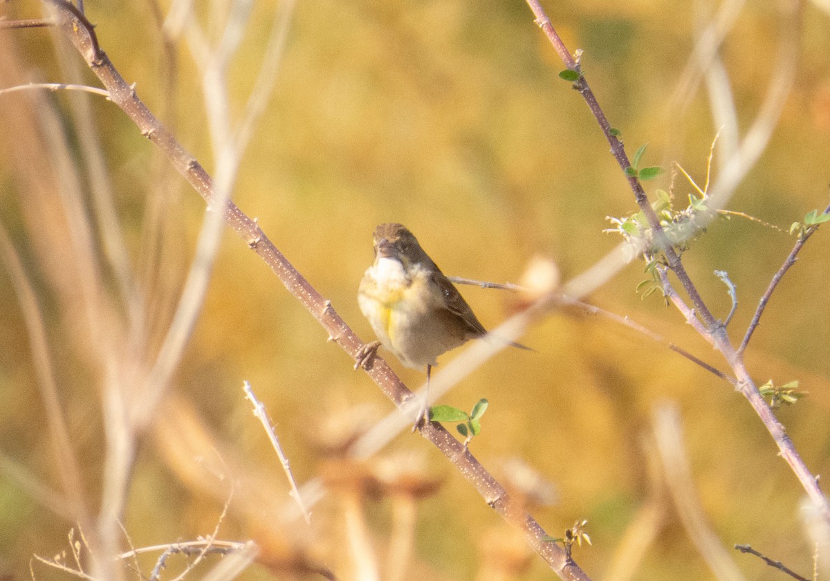 Dickcissel - ML154913771