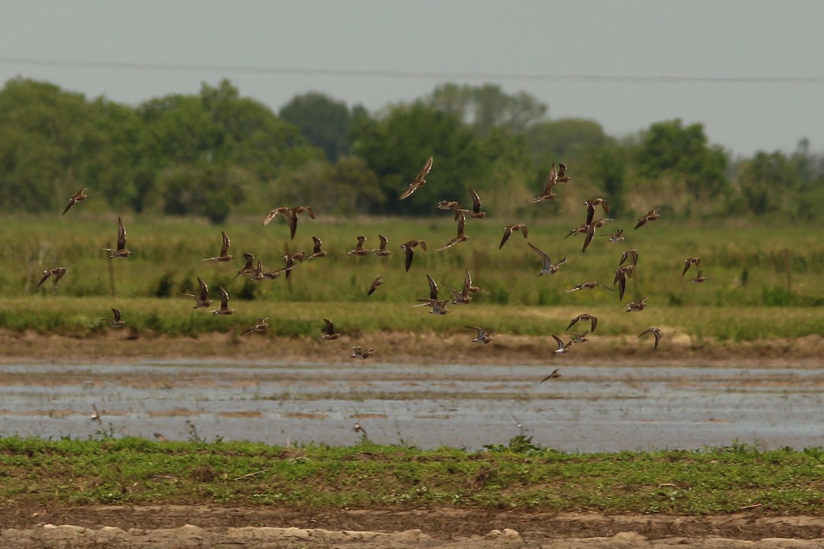 Pectoral Sandpiper - ML154913961