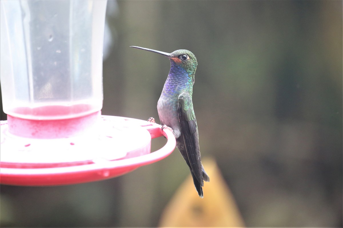 kolibřík irisový - ML154914061