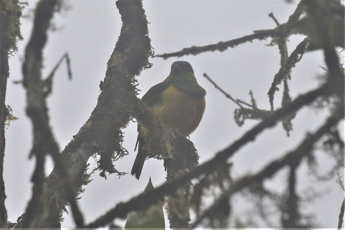 Chestnut-breasted Chlorophonia - ML154914081