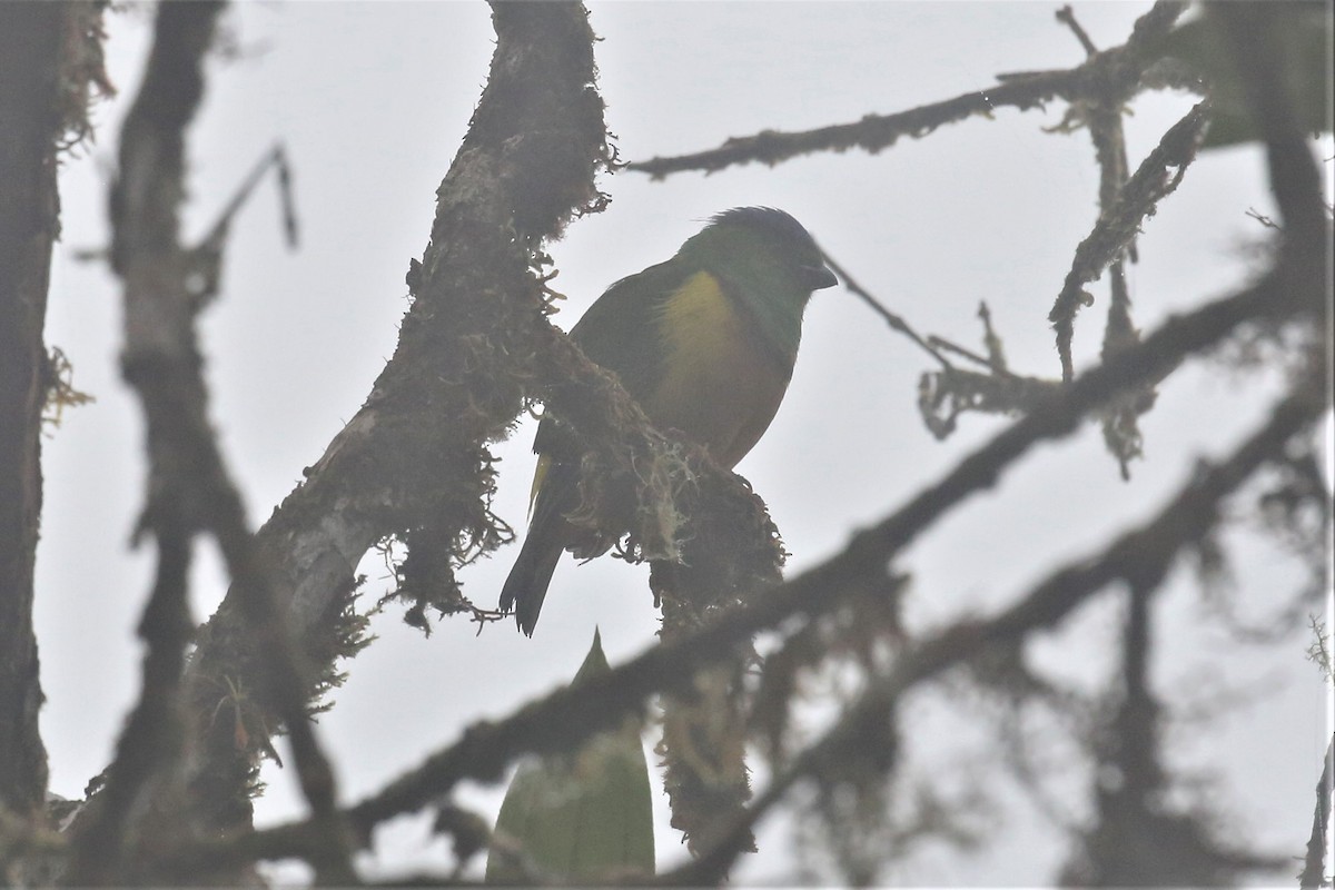 Chestnut-breasted Chlorophonia - ML154914101