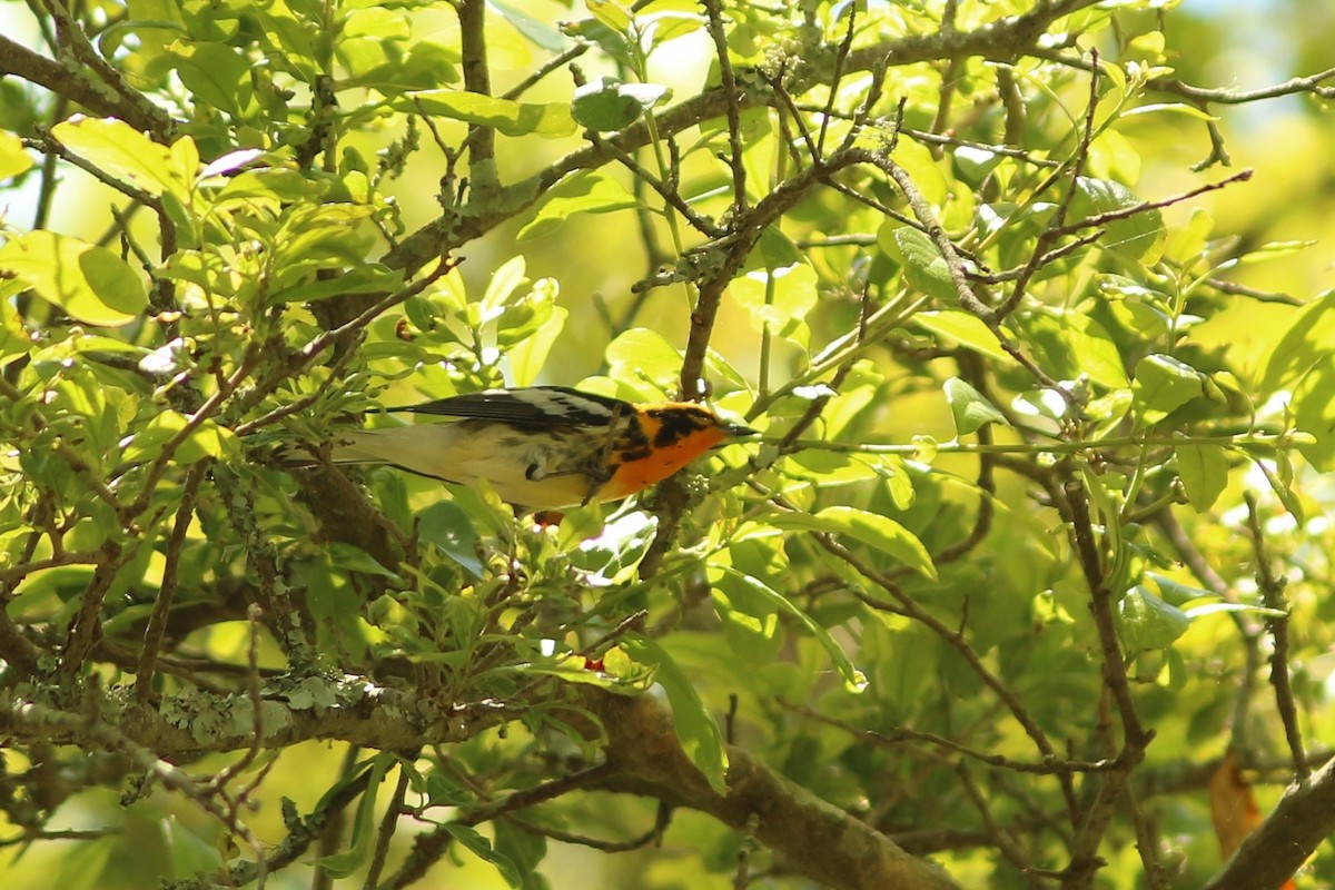 Blackburnian Warbler - ML154914131