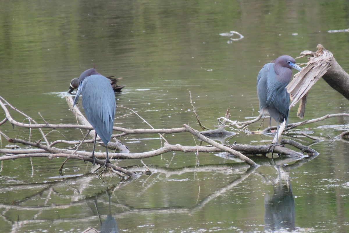 Little Blue Heron - Ruth Stearns