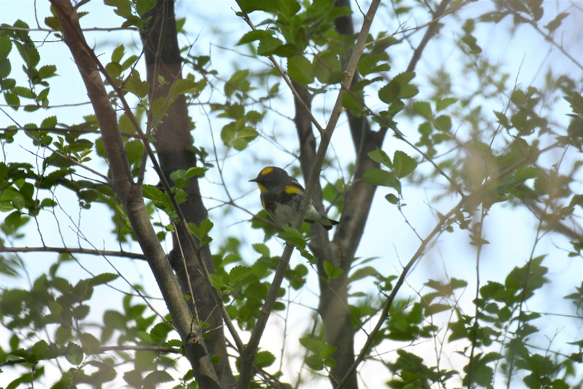 Yellow-rumped Warbler - ML154914401