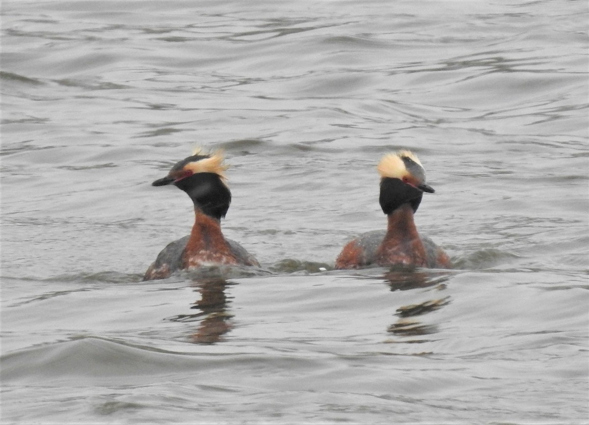 Horned Grebe - ML154915371