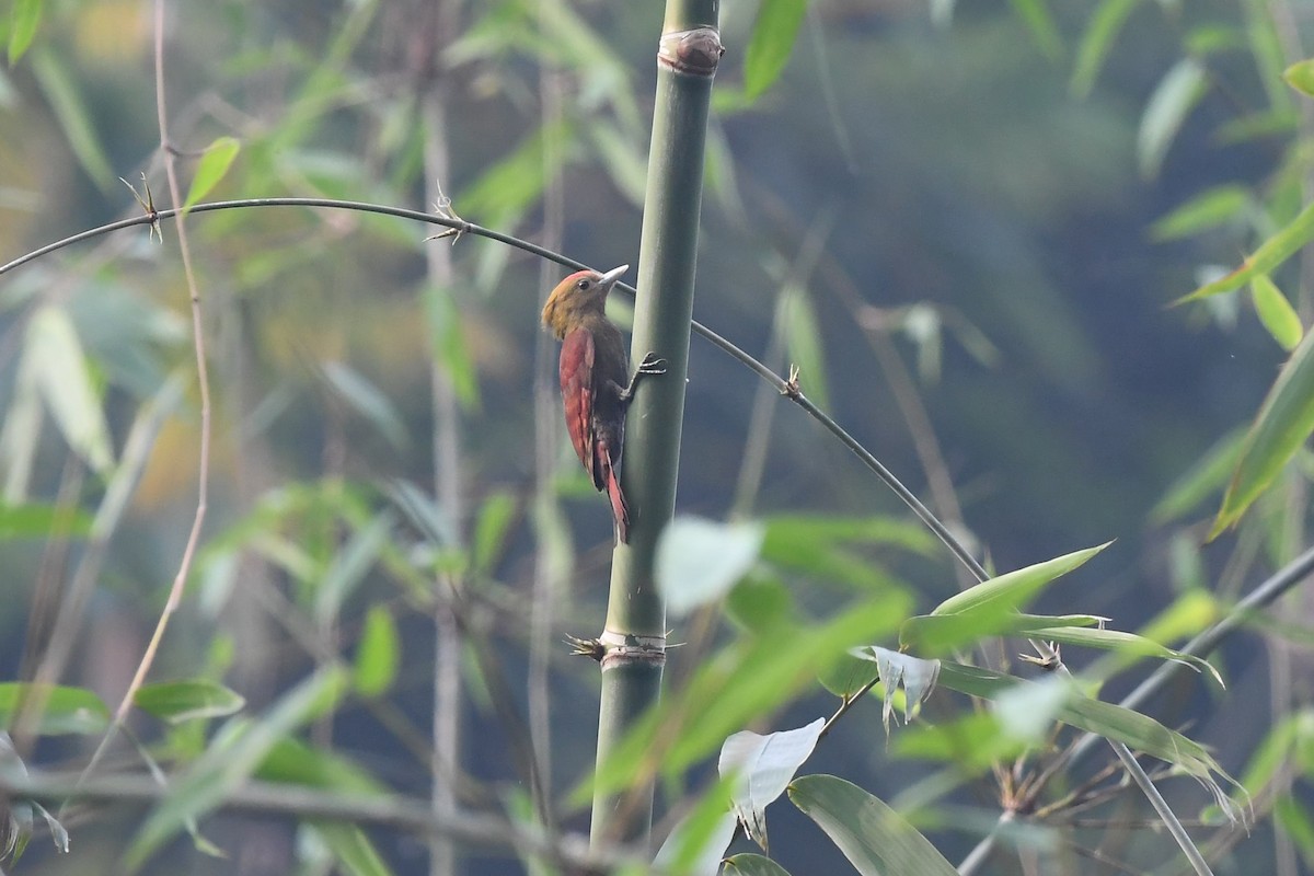 Pale-headed Woodpecker - Sriram Reddy