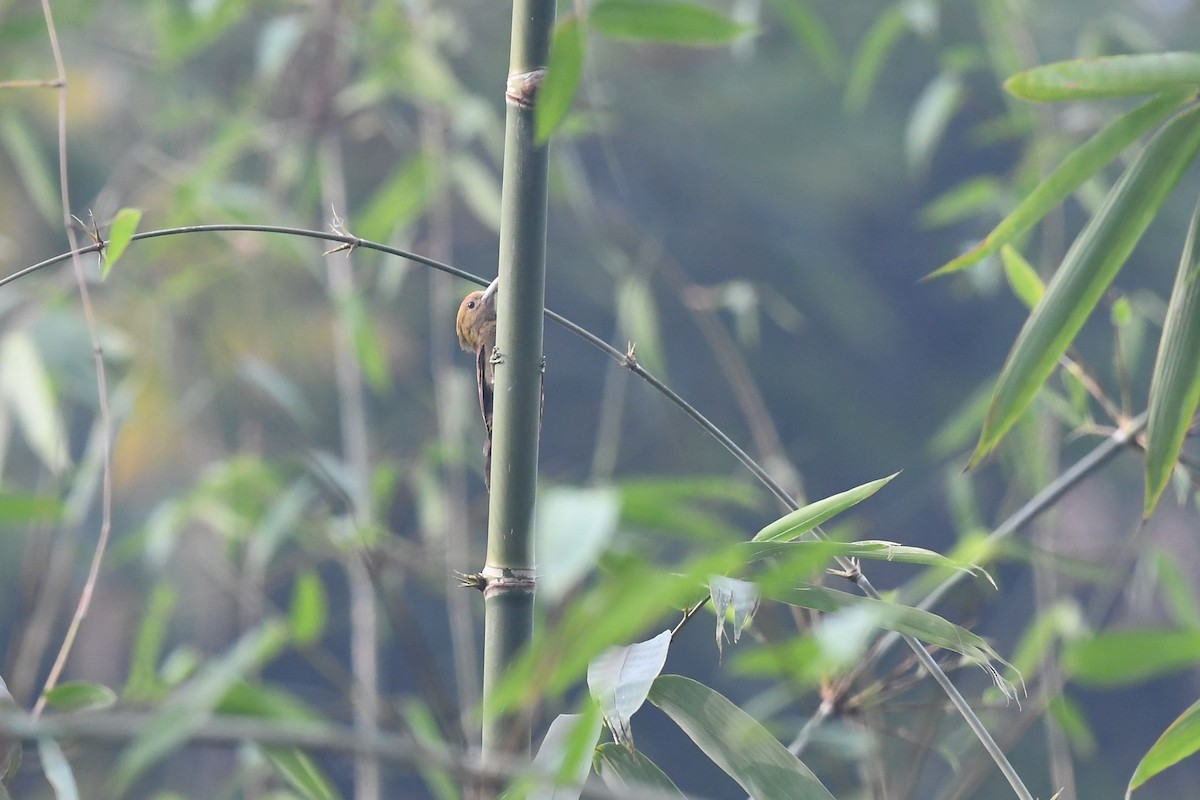 Pale-headed Woodpecker - ML154916671