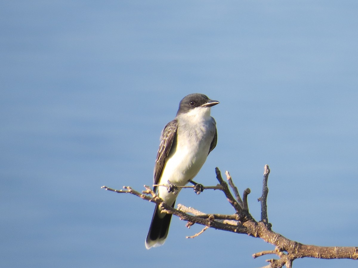 Eastern Kingbird - ML154919501