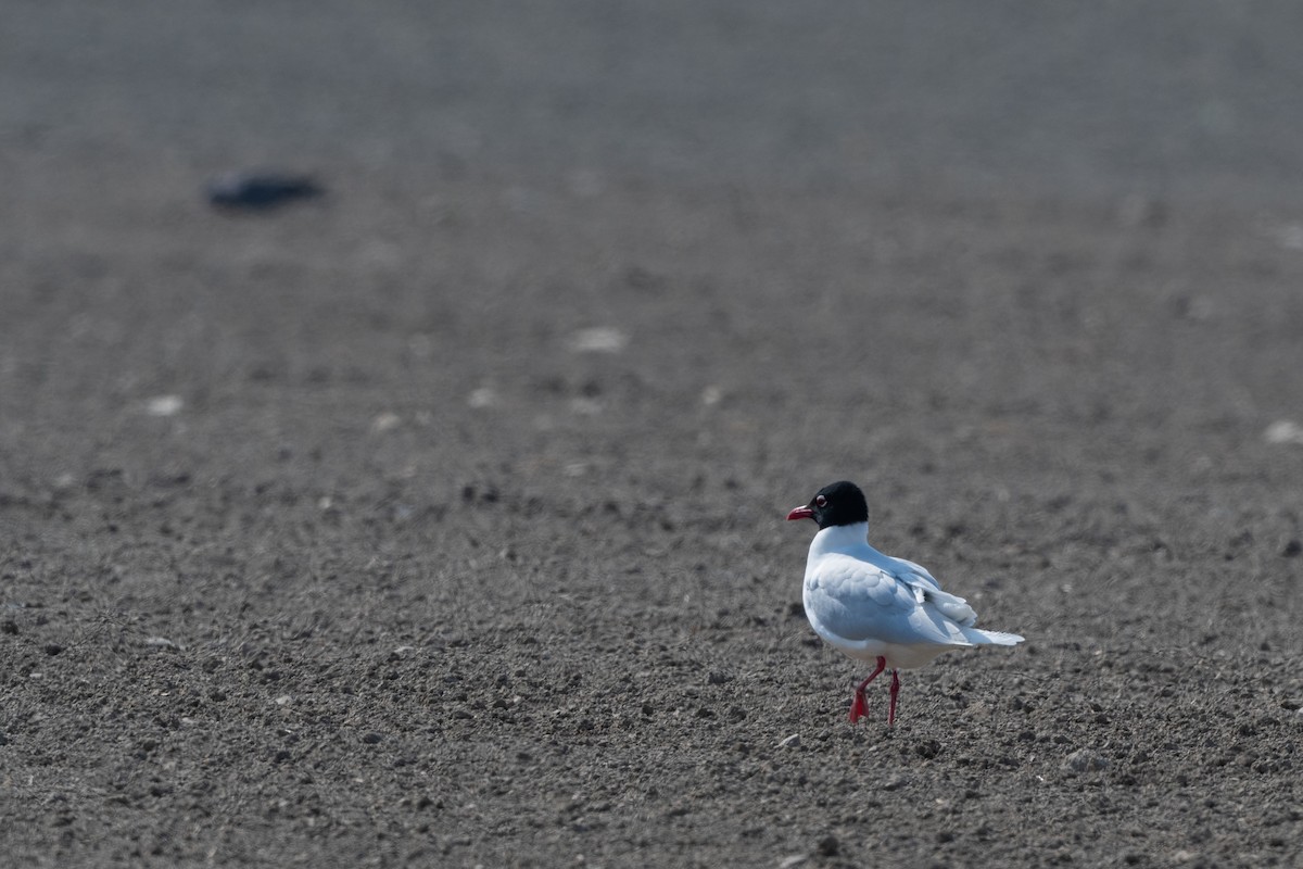 Mediterranean Gull - ML154919911