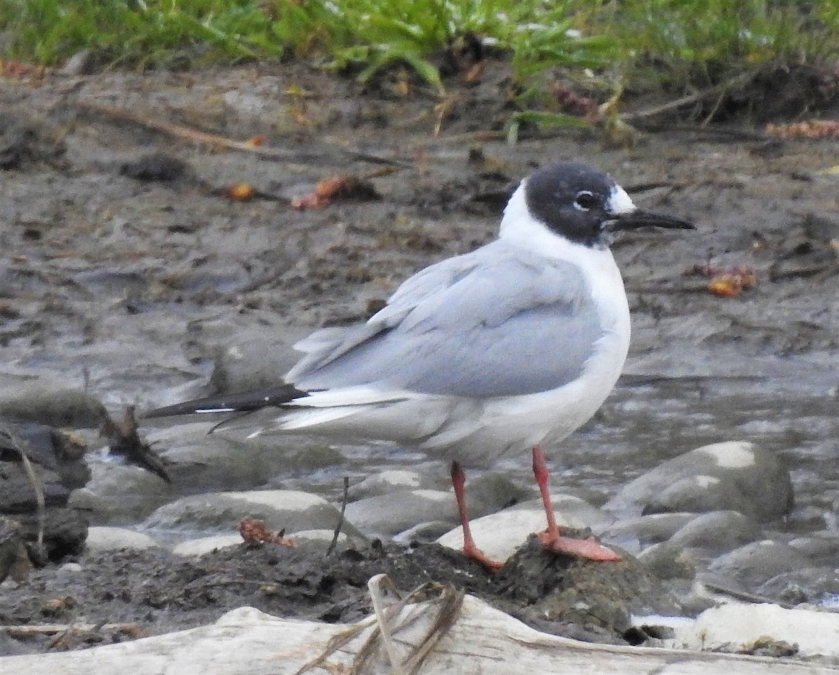 Bonaparte's Gull - ML154920661