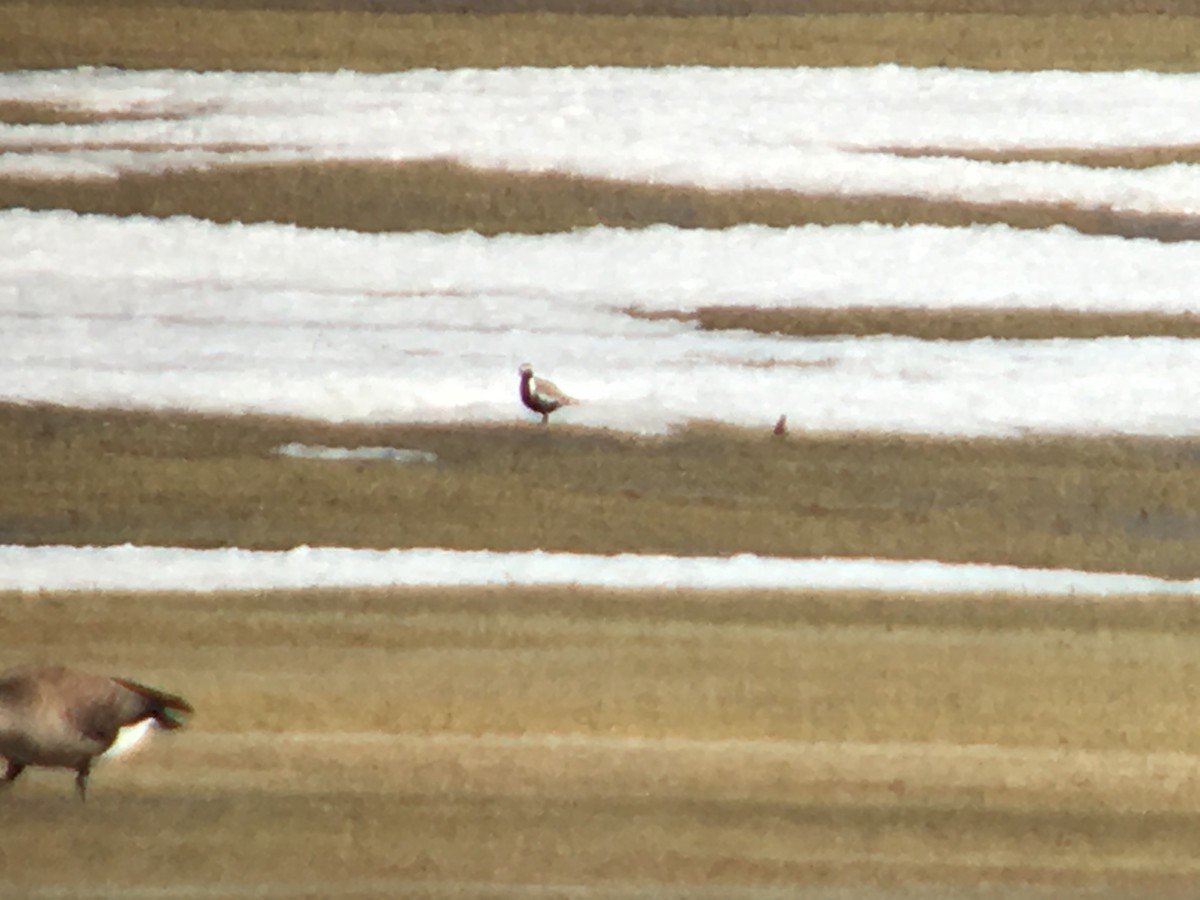 Pacific Golden-Plover - ML154921231