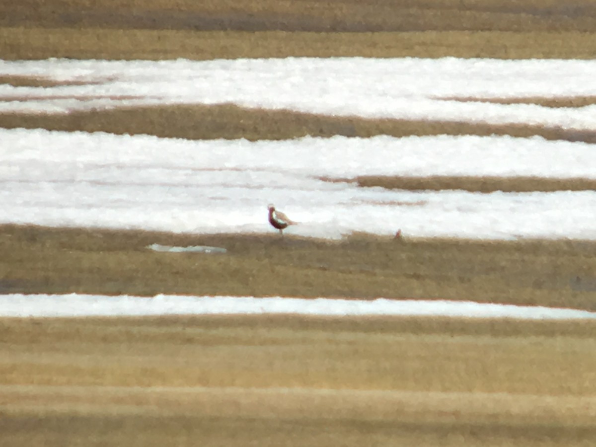 Pacific Golden-Plover - Cameron Eckert