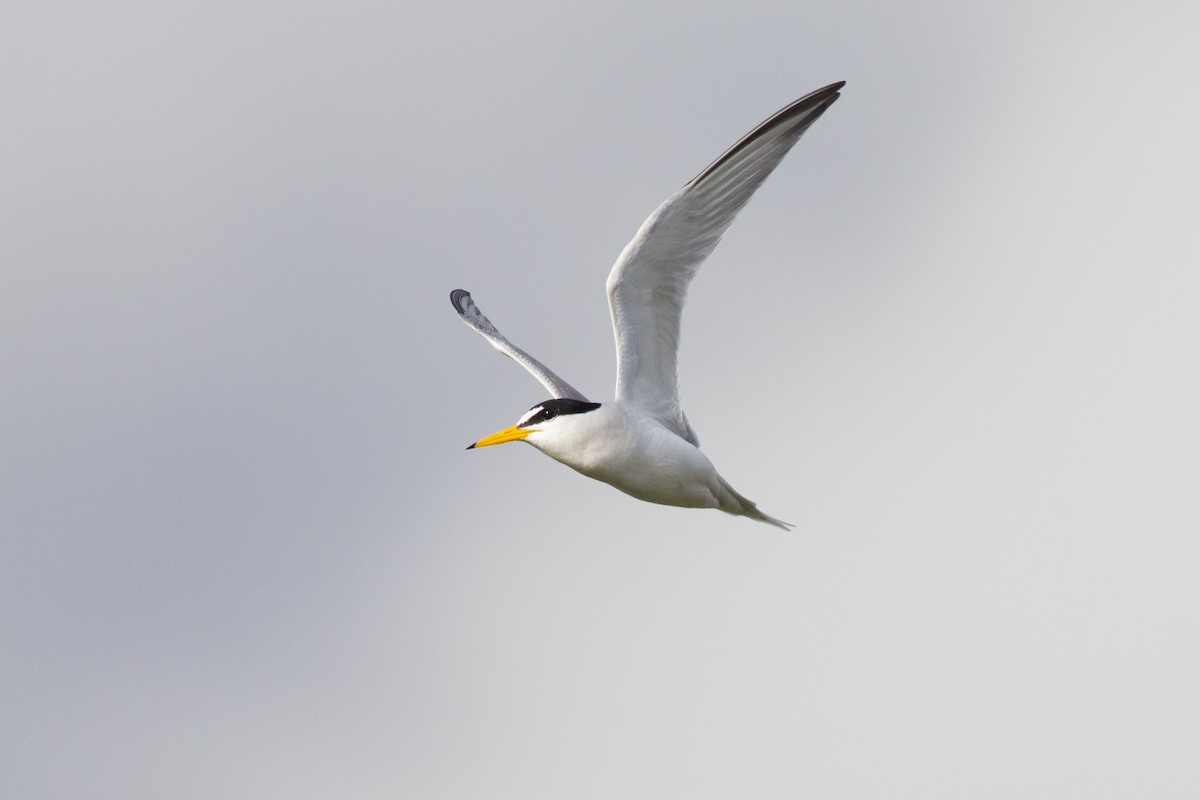 Least Tern - Francis Canto Jr