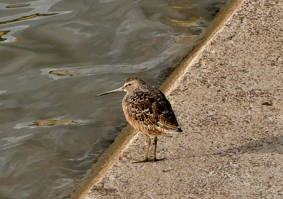 Long-billed Dowitcher - ML154922611