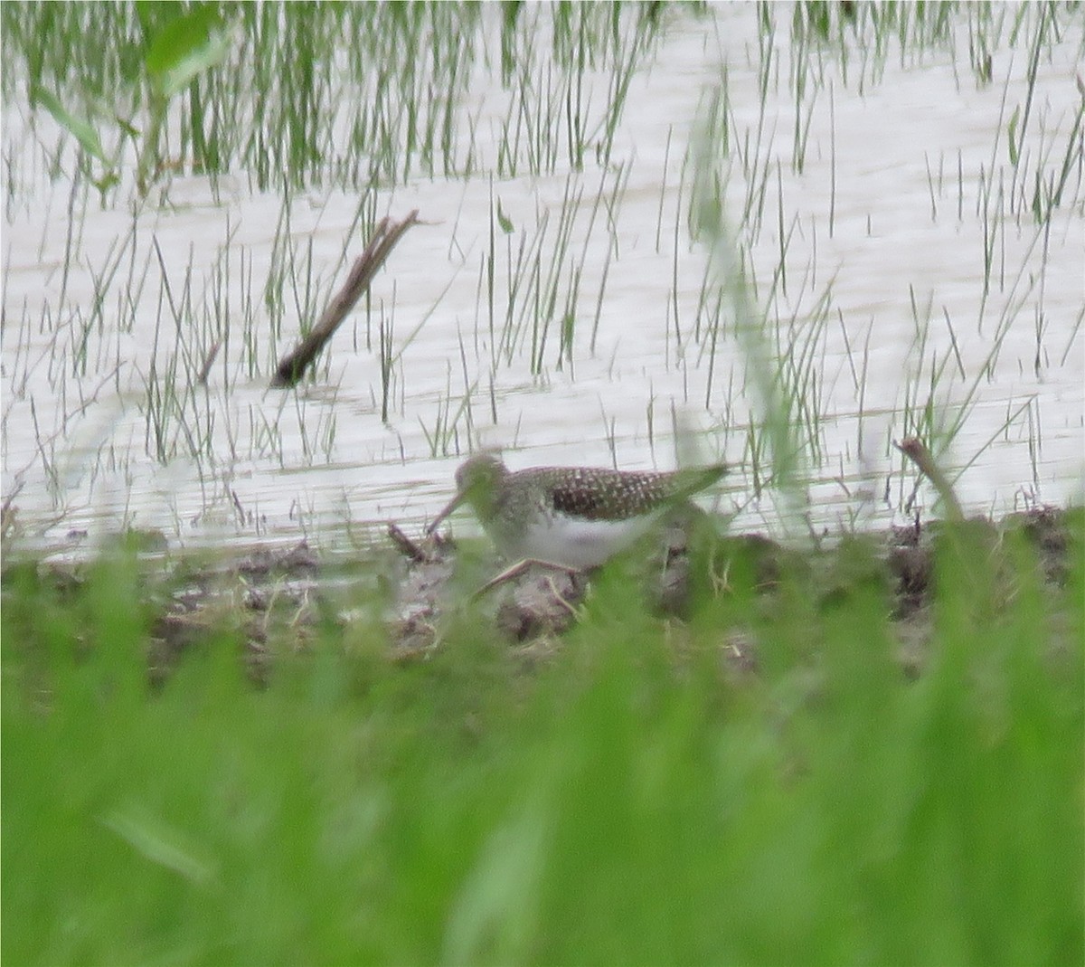 Solitary Sandpiper - ML154927611
