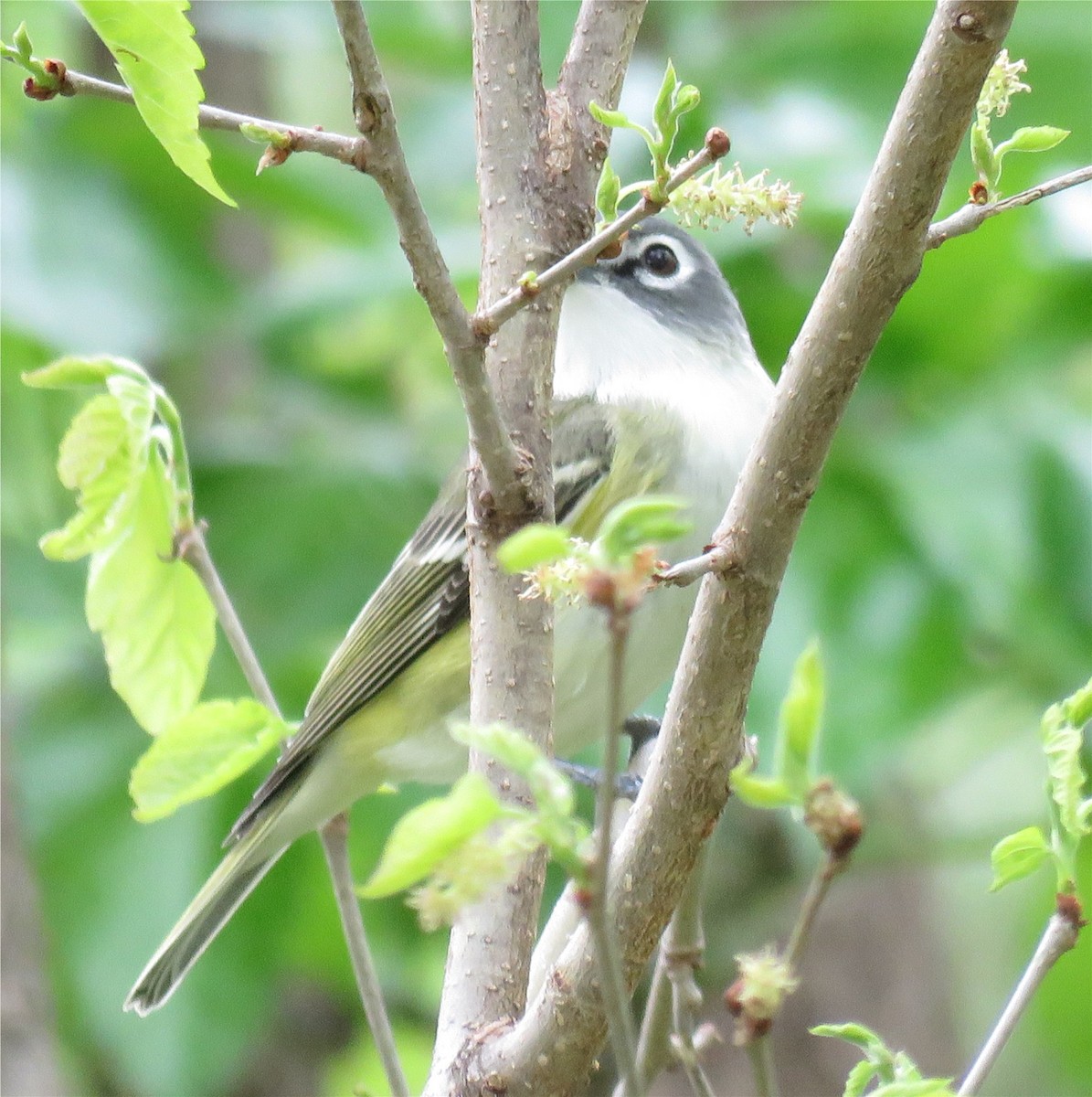 Vireo Solitario - ML154927871