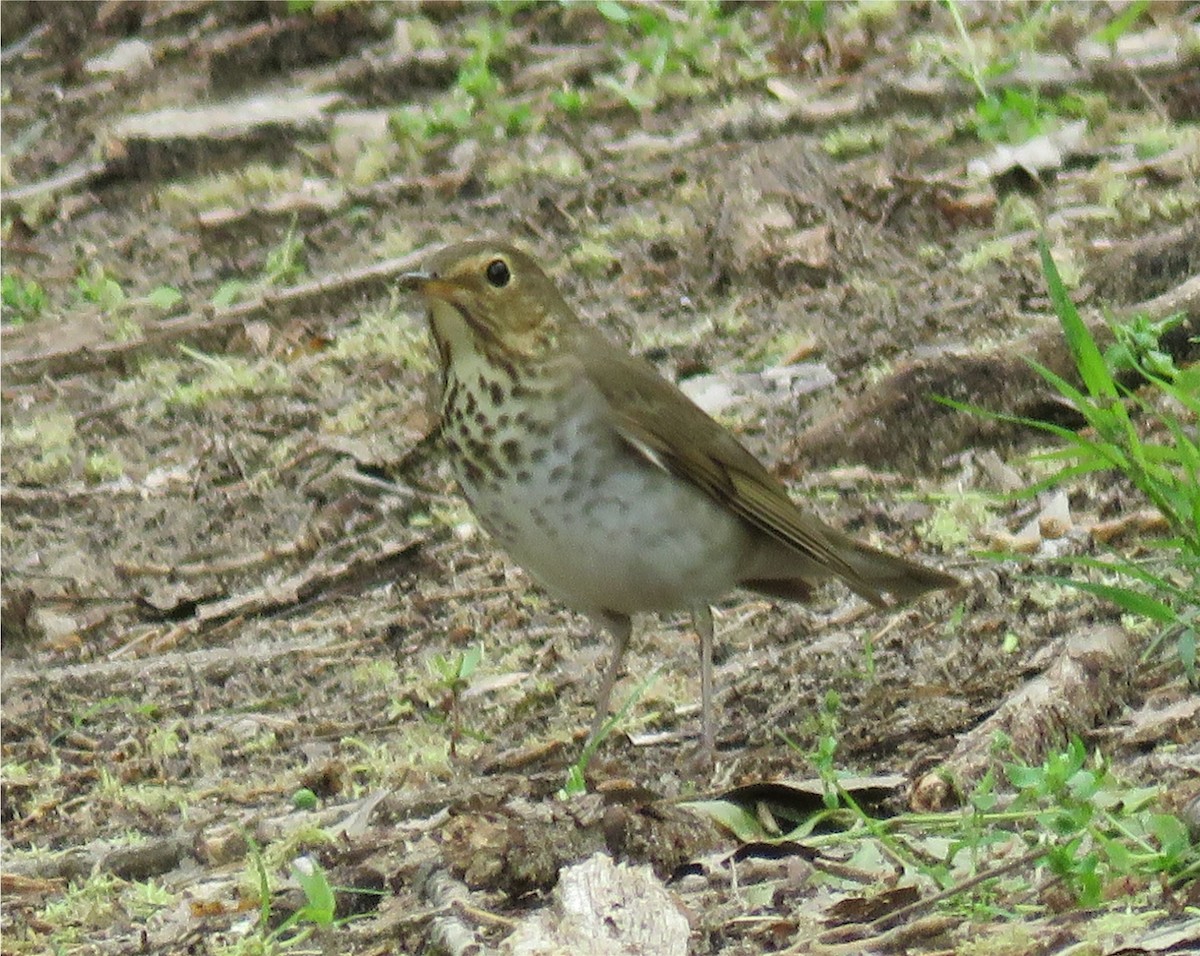 Swainson's Thrush - ML154928041