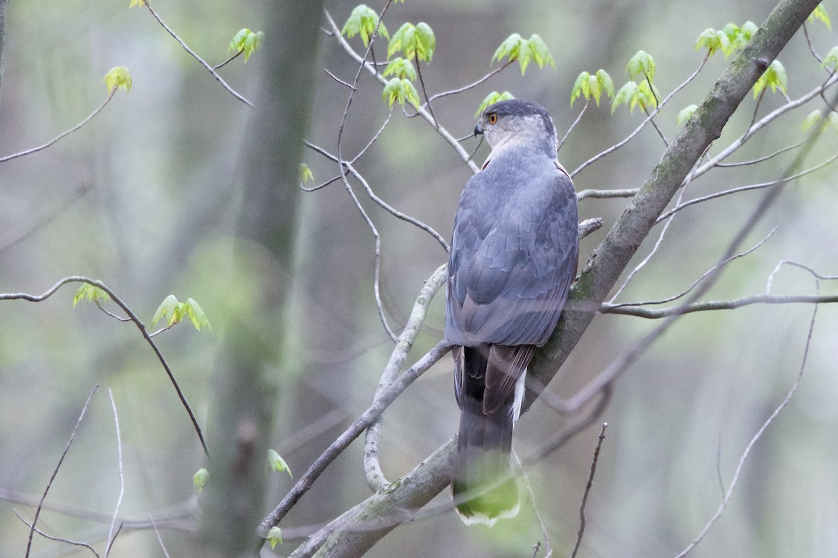 Cooper's Hawk - ML154928221