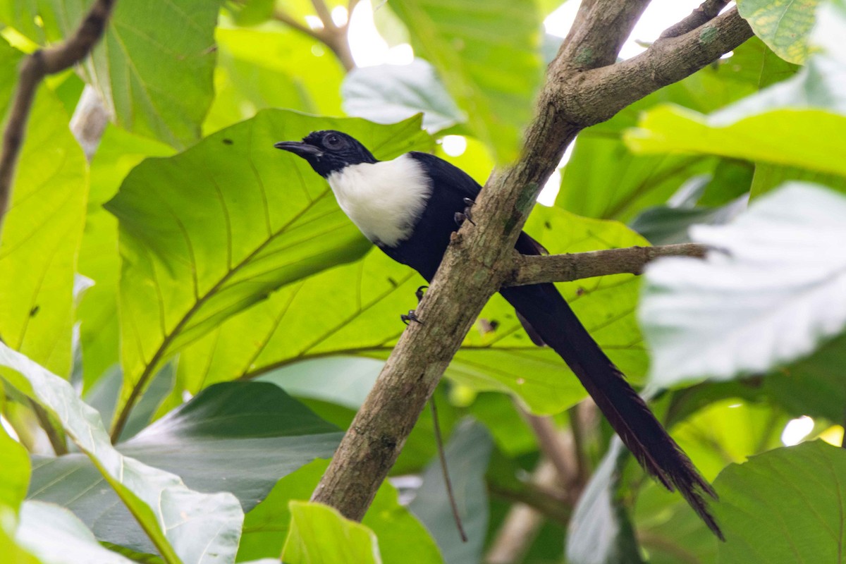 White-necked Myna - ML154928691