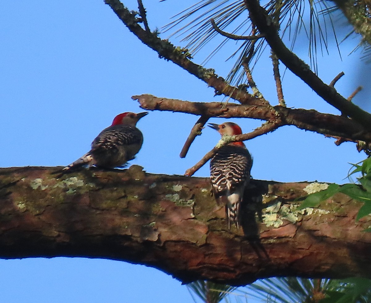 Red-bellied Woodpecker - Lori White