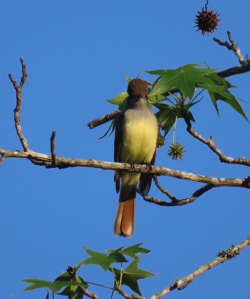 Great Crested Flycatcher - ML154929611