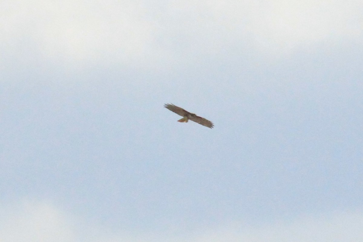 Red-tailed Hawk - Janice Miller