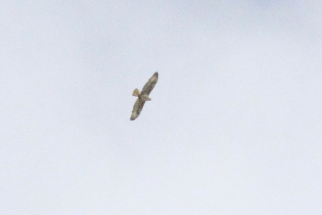 Ferruginous Hawk - ML154933431