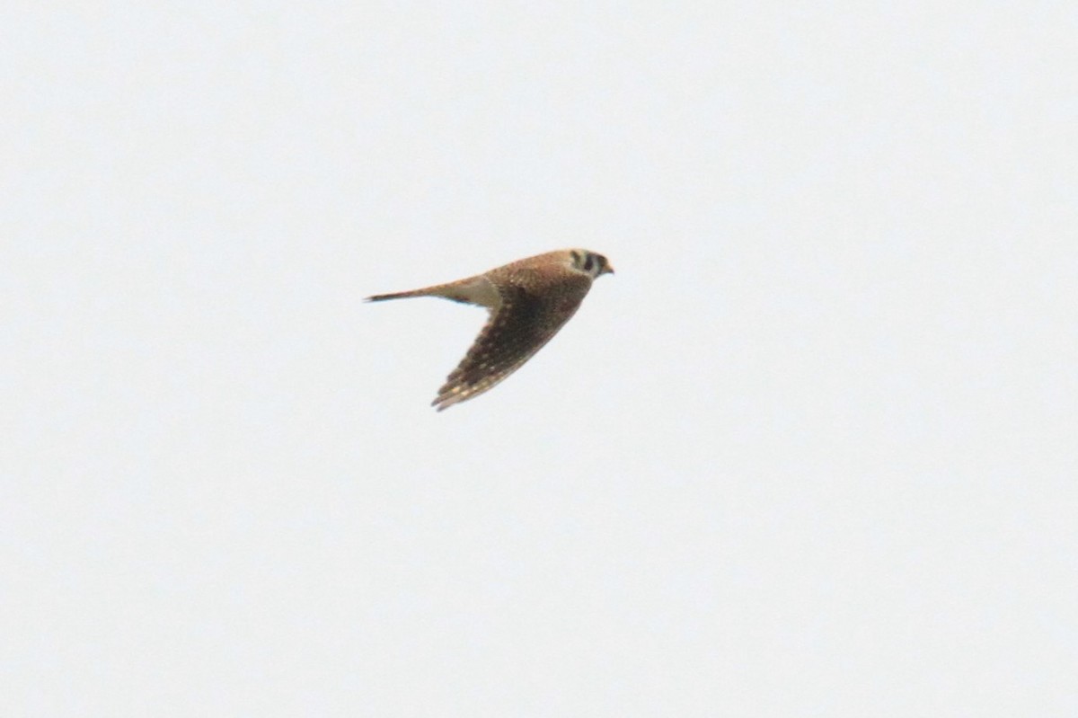 American Kestrel - ML154933601