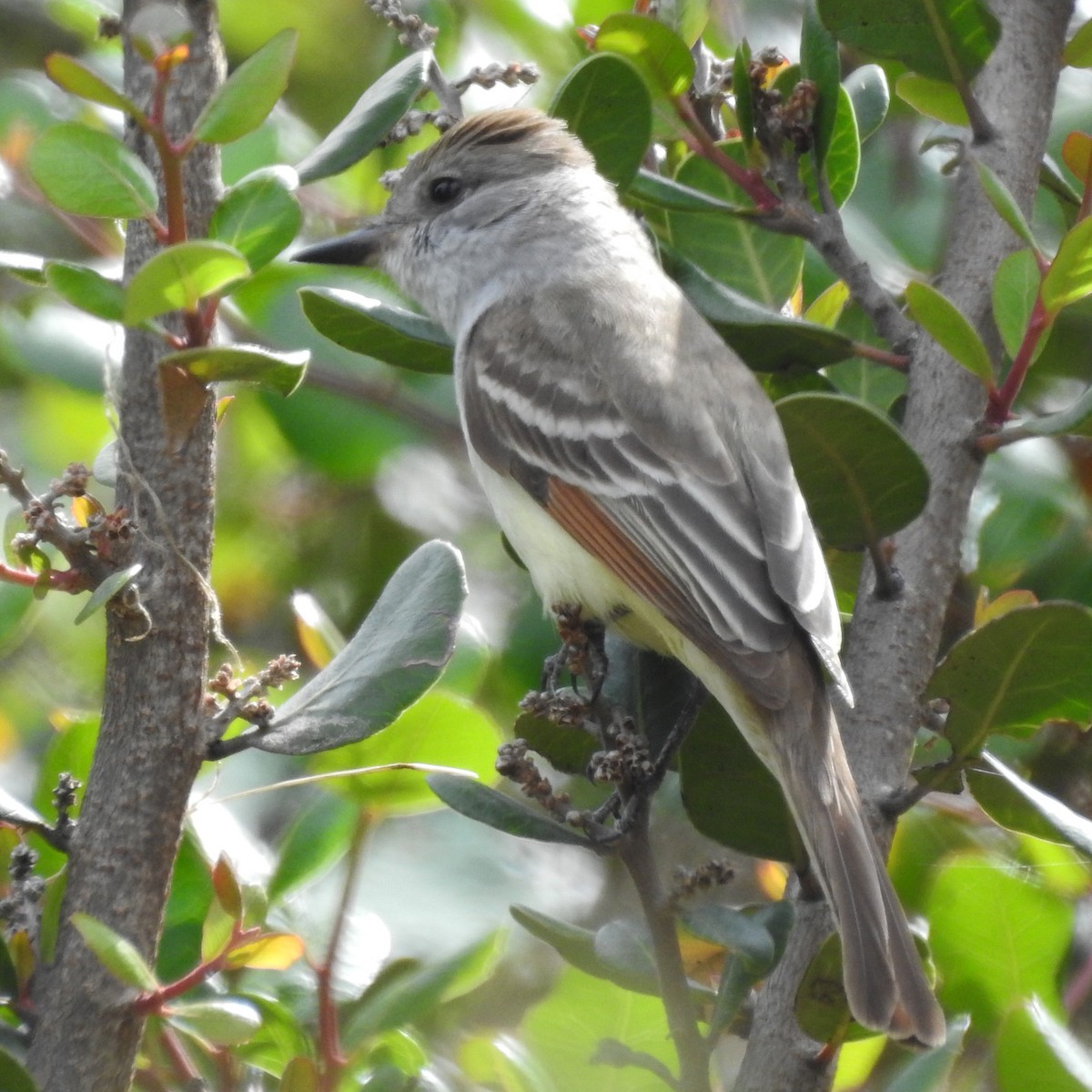 Ash-throated Flycatcher - Michelle Haglund