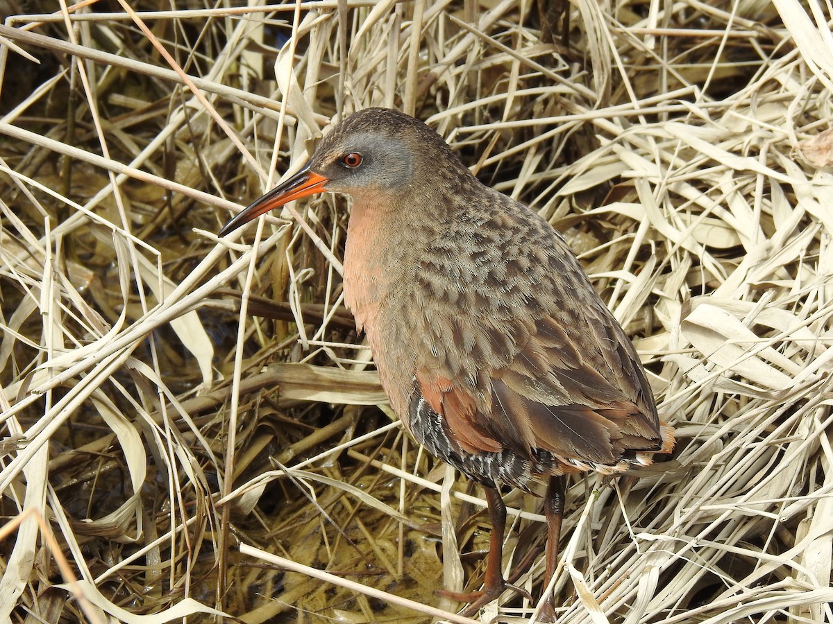 Virginia Rail - ML154933891