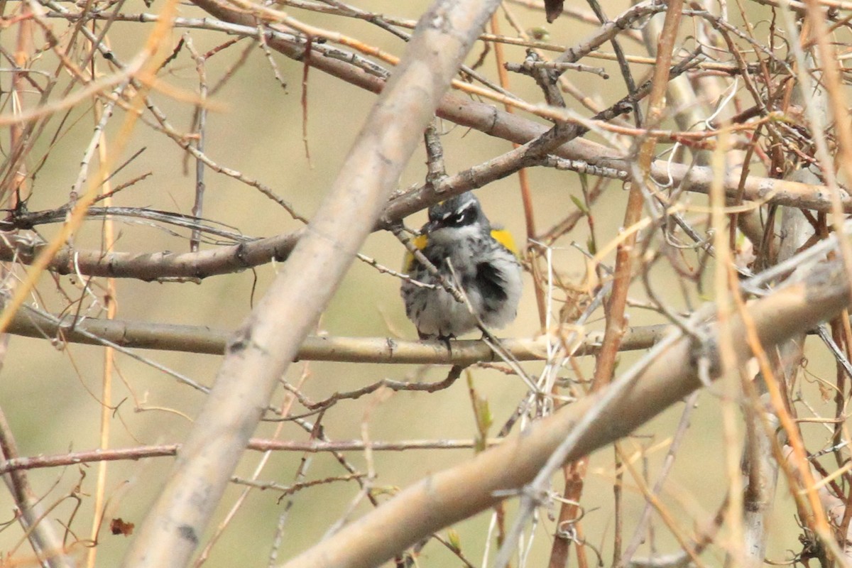 Yellow-rumped Warbler - ML154934431