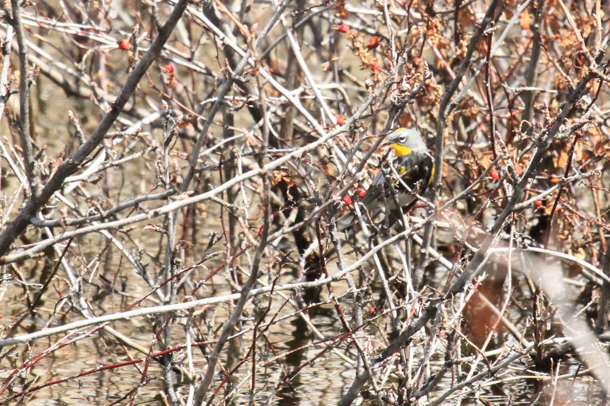 Yellow-rumped Warbler - ML154934501