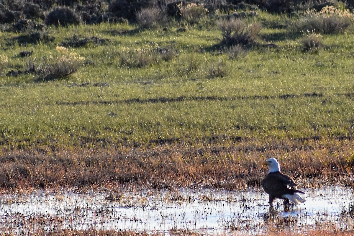 Weißkopf-Seeadler - ML154934751