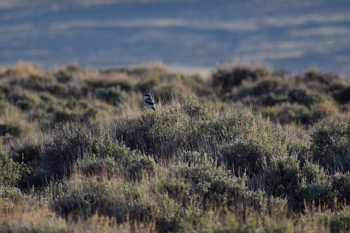 Loggerhead Shrike - heather mcp