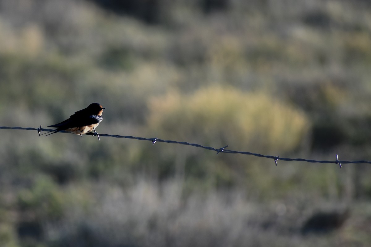 Barn Swallow - ML154934811