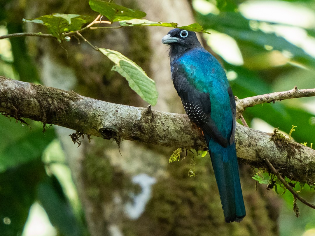 Baird's Trogon - Chris Fischer