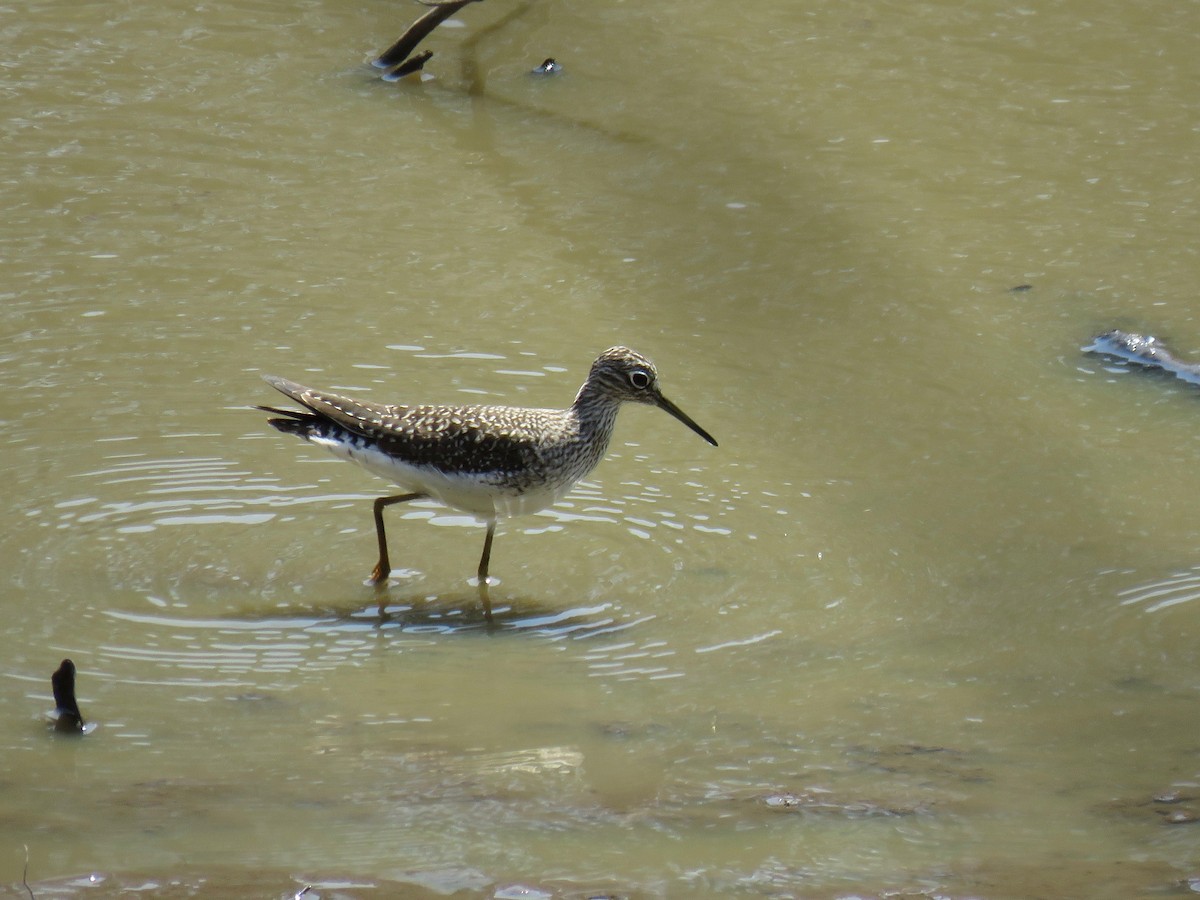 Solitary Sandpiper - ML154936601