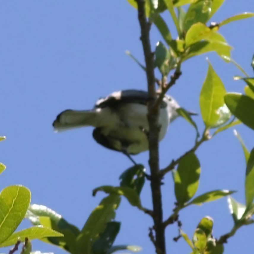 Blue-gray Gnatcatcher (caerulea) - Tony Leukering