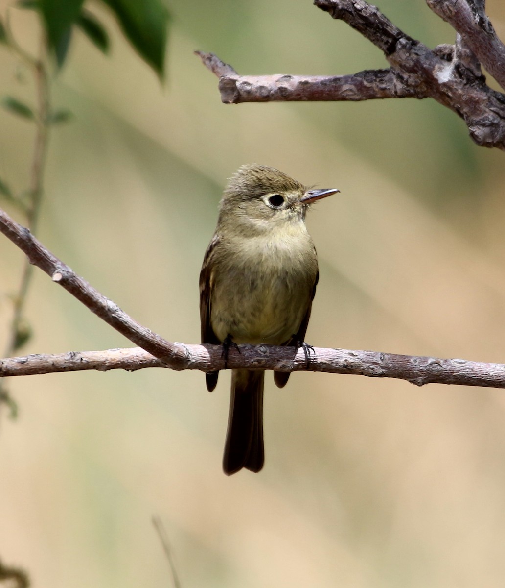 Western Flycatcher (Cordilleran) - ML154938891